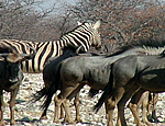 Animals of South Africa